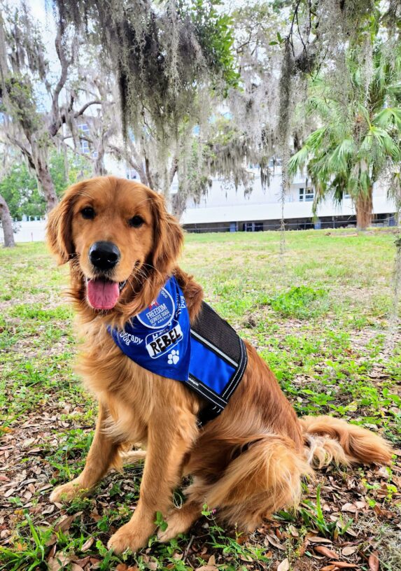 Golden Retriever Rebel sitting in a yard. He is wearing his blue service vest and has a bandana on with his name on it.