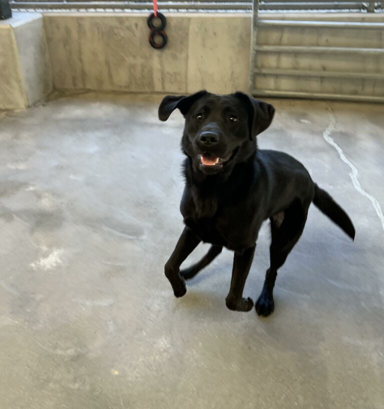 Female black lab, Talia, is springing upwards to catch her tug toy.  Her ears are flopping up and she has an adorable smile on her face.  She is in the community run area on the Oregon campus.
