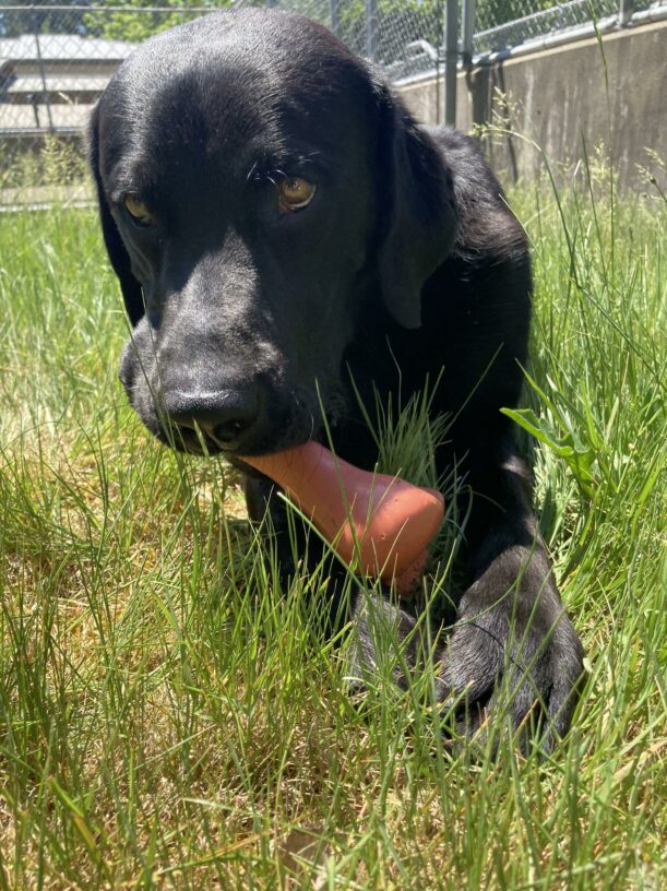 Black lab Abbott laying in long grasses chewing on a red bone while looking at the camera with smoldering eyes