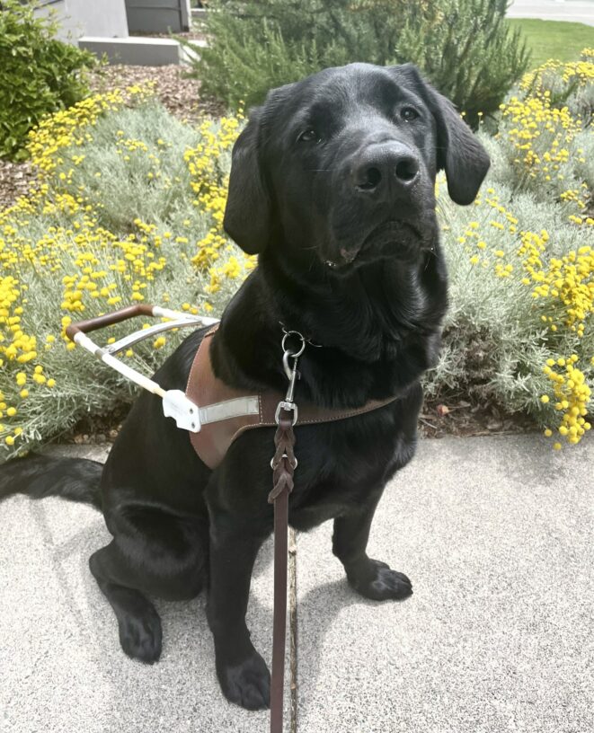 Garth sits in harness and gazes at the camera. Yellow flowers and green bushes are in the background.