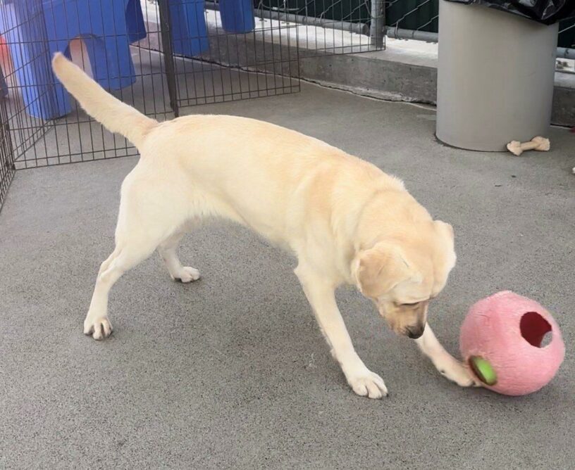 A side view of yellow Labrador Parrot as she plays with a jolly ball in community run by kicking it with her front foot.