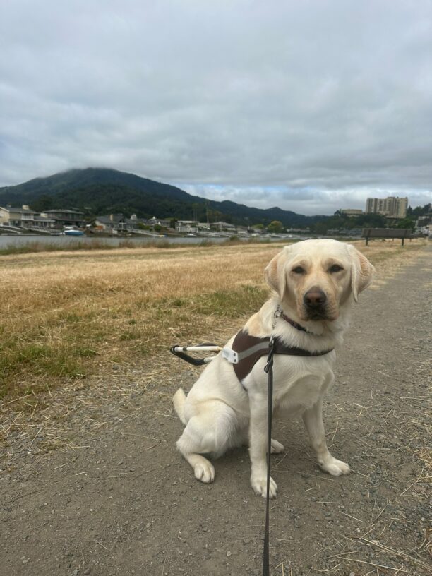 Yellow Labrador Parrot sits on a dirt trail wearing a guide dog harness and looking at the camera. behind her is a grassy patch and the canal in Larkspur. Mount Tamalpais can be seen in the background.