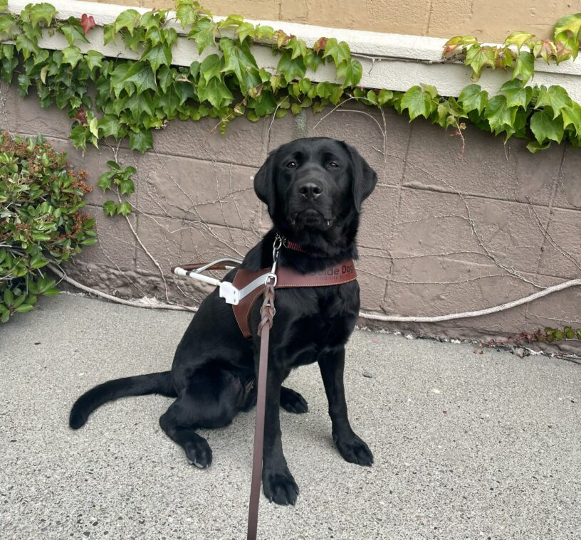 A female black Labrador Retriever sits in harness and looks proudly at the camera after a good route. There is a building covered in ivy in the background.