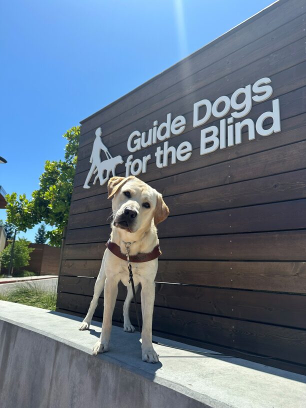 Yellow Labrador Wrigley stands wearing a guide dog harness and looking at the camera. Behind him is a wooden wall with the GDB logo.