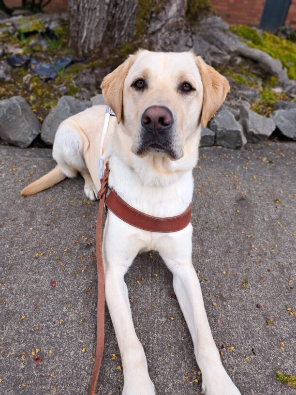 Yellow lab (Nash) lying down in front of rocks/trees in harness.