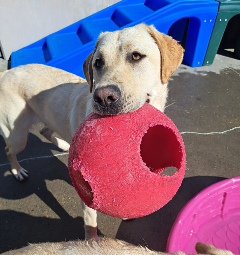 Yellow lab (Nash) holding a red jolly ball with a smile. Nash is looking to the side of the camera.