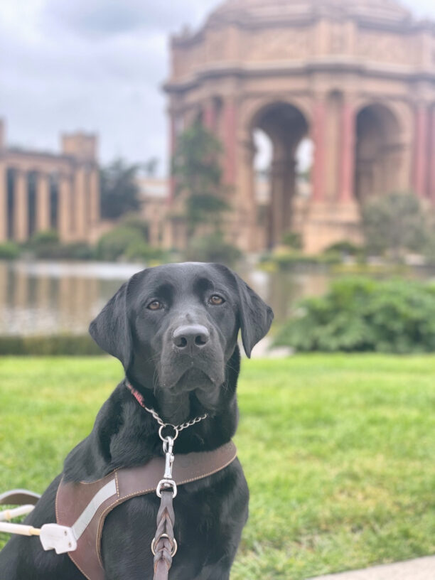 Jory, a female black lab sits in front of The Palace of Fine Art in San Francisco. She is wearing a leather GDB harness.