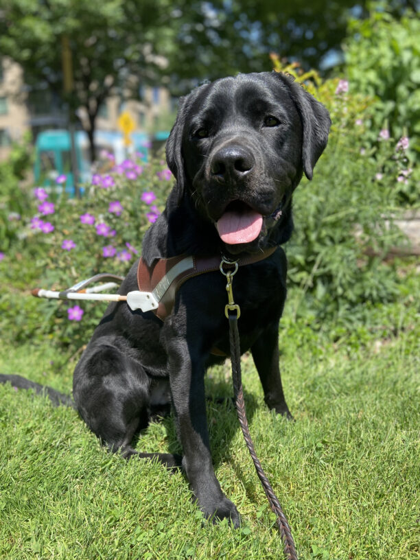 Wolf sitting in green grass with pink flowers in the back ground. He is wearing his harness and looking at the camera.