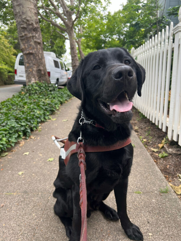 Walter is sitting in front of the camera, wearing his GDB harness. Behind him is a white training van and green ivy is running alongside the sidewalk on one side, a white picket fence is on the other side.