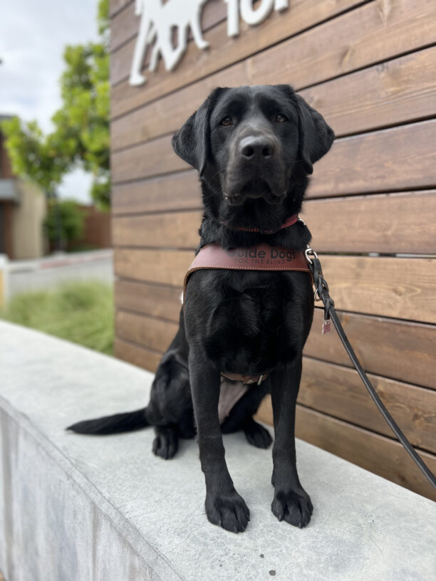 Vevina sits in harness looking at the camera. Behind her is a wooden plank background.