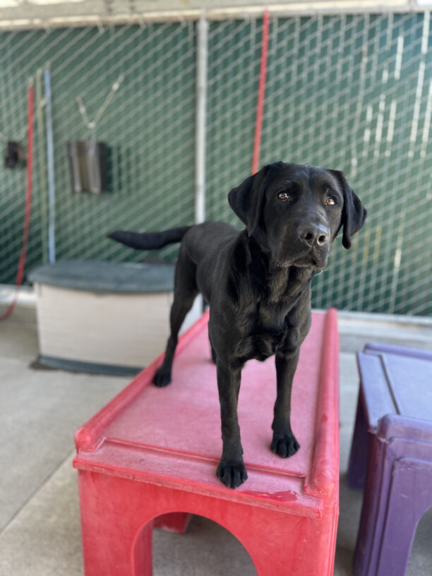 Vevina stands on a red play structure during community run. She is looking at the camera with her tail mid-wag.