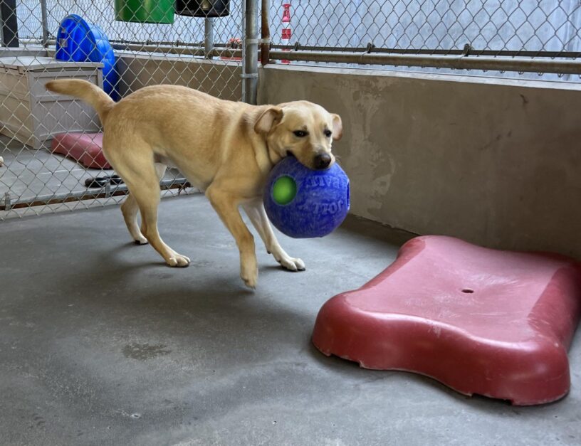 Chadwick runs in the free run area while carrying a large blue ball.