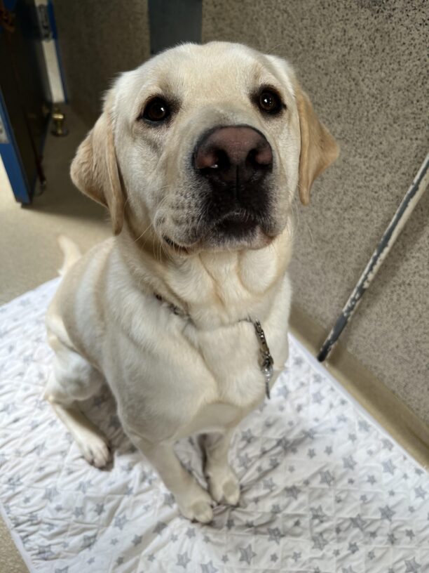 Casey sits on a quilt with grey stars looking up at the camera