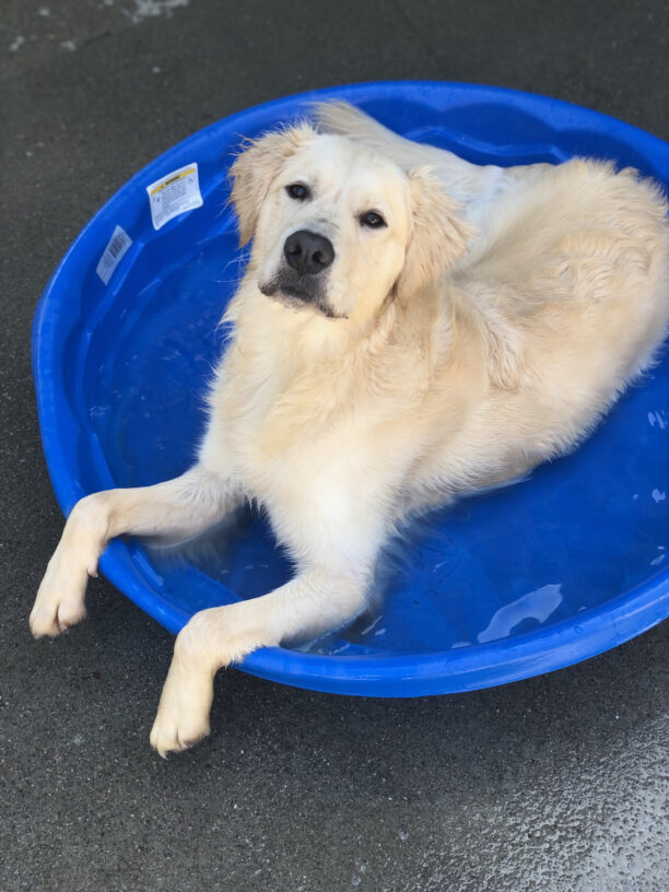 Kudo reclines in a blue kiddie pool, relaxing in shallow water looking directly into the camera with his front paws hanging over the side.