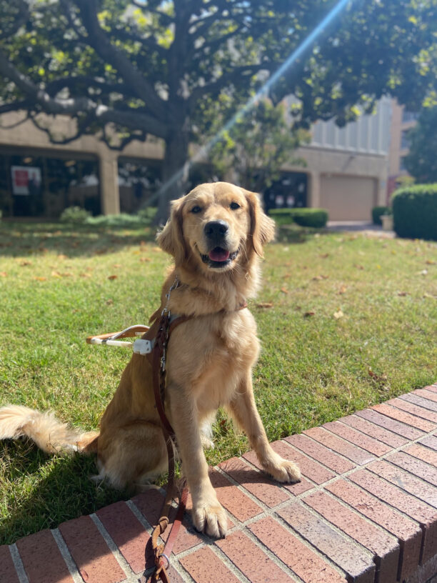 Blair sits in harness on green grass and a red brick walkway, with a ray of sunshine over her, and trees and a building in background.