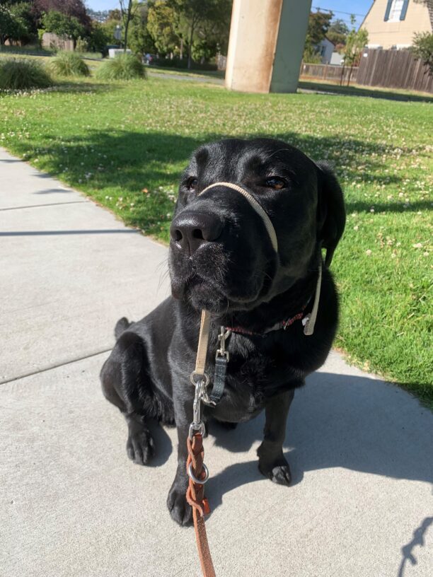 A close up of male black Labrador Cosmo. He is sitting on a sidewalk and wearing a tan gentle leader. Behind him is a large grass lawn.