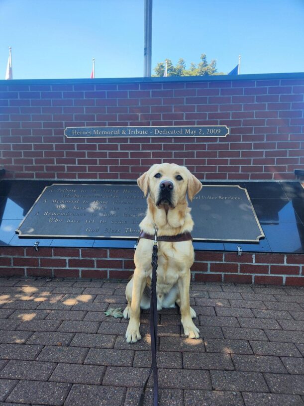 Gabe sits, in harness, in front of the Heroes Memorial in Gresham, OR. He is facing the camera with a calm expression on his face.