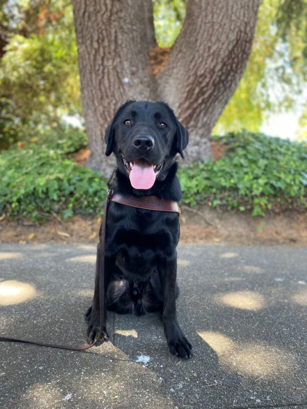 Germaine sits in harness facing the camera. His mouth is open and his tongue is out. There is a tree trunk surrounded by ivy in the background.