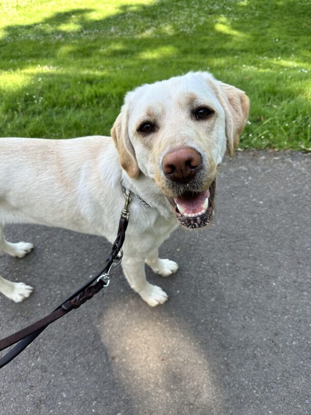 Goodall pauses mid-walk on path near a grassy park. She looks up at the camera, her mouth open and a relaxed expression on her face.