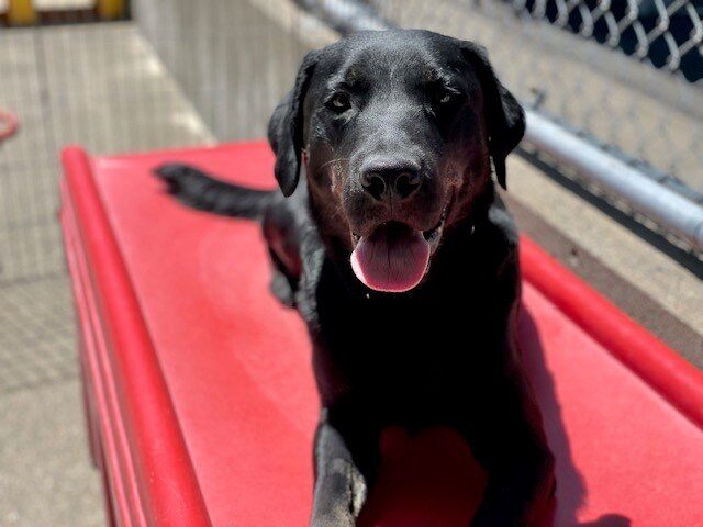 Grand lies on a red play structure in community run. He is looking at the camera with his mouth open and tongue out
