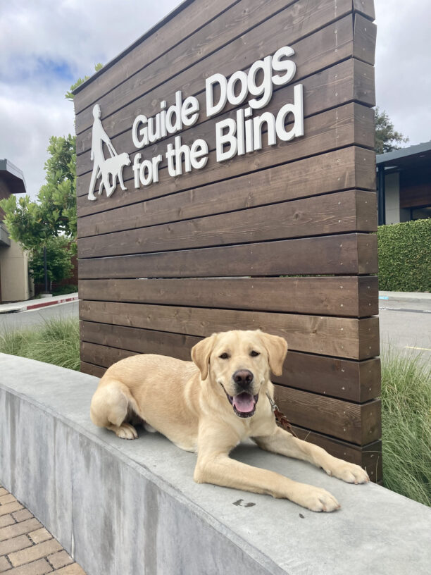 Gusto is laying on a cement wall, with his mouth open looking at the camera with a happy expression on his face. Behind him is a wooden wall with the GDB logo in white and green foliage.