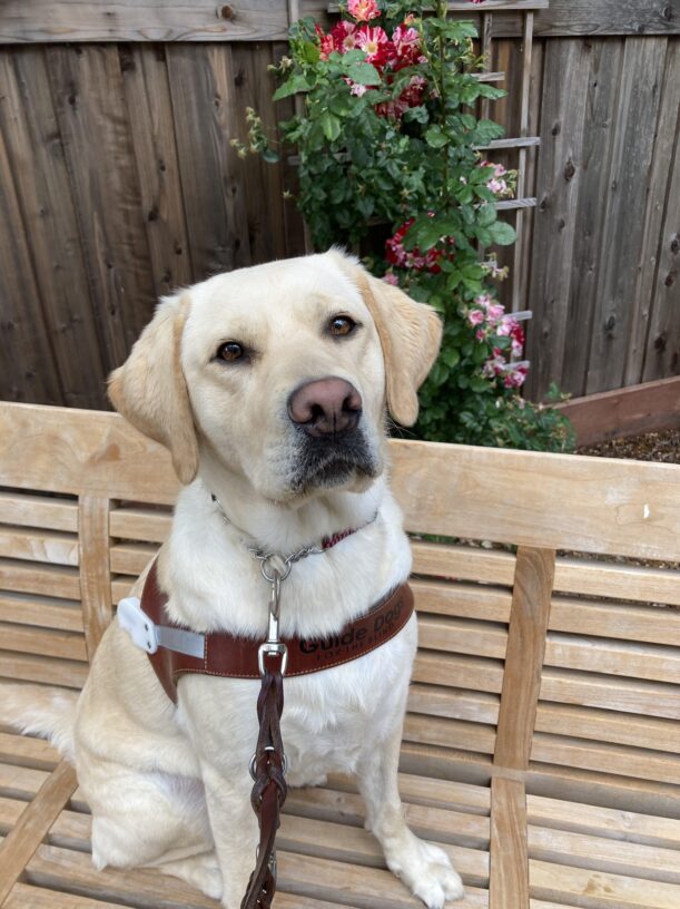 Panache is sitting on a wood bench looking at the camera. Roses are behind her.
