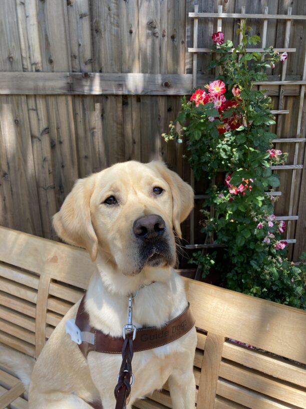 Hunter sits on a bench and gazes at his handler. Red and white roses are behind him.