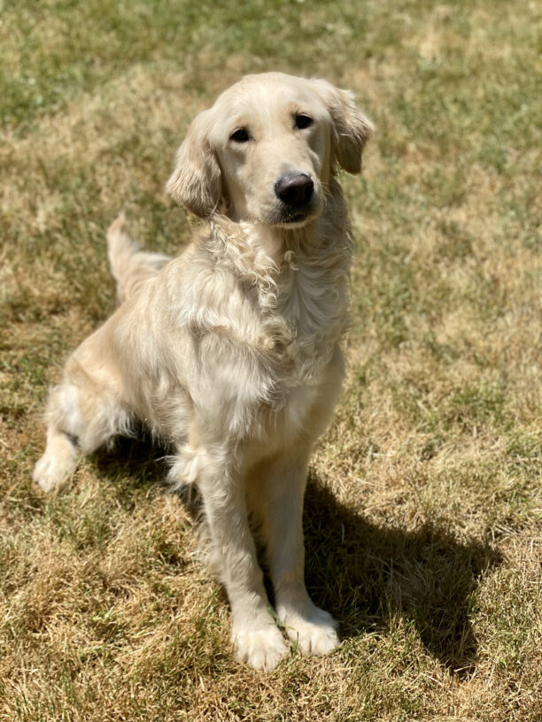 Jazzy, a cute petite golden is sitting nicely in some grass with her shadow just off to her side. Her ears are perked up and her tail is flopped out behind her.
