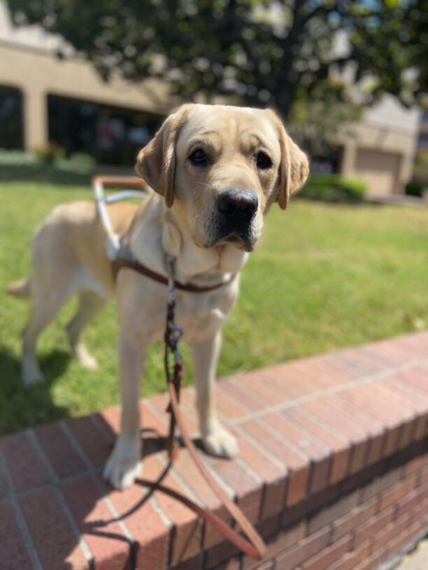 Jeremy with harness on, standing on grass and red brick walkway, with trees and building in background.