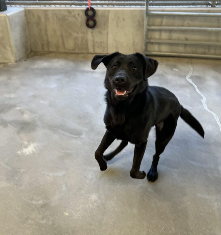 Female black lab, Talia, is springing upwards to catch her tug toy. Her ears are flopping up and she has an adorable smile on her face. She is in the community run area on the Oregon campus.