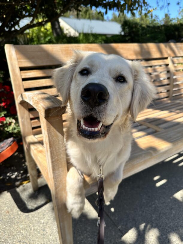 Kudo lays on a wooden bench, resting in a shady patch on a bright sunny day. His big black nose is the focal point on the photo.