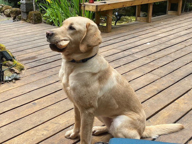 Lauren is sitting on the deck holding a bone while in foster care. It is a side profile as she looks off to the left of the camera