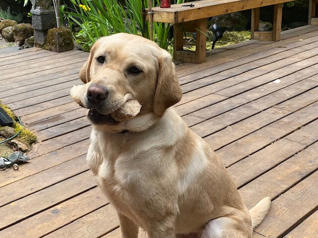 Lauren is sitting and holding a bone, while relaxing on the deck while in foster care