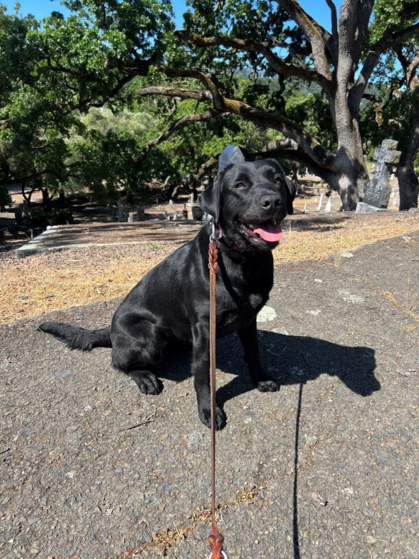 Poppy sits on a pathway with big green trees filling the background. She has her mouth open and tongue out while she looks into the camera.