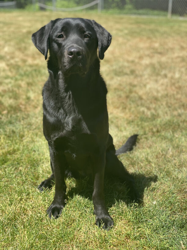 Sparrow, a petite black lab is sitting squarely in one of the free runs on the Oregon campus. Its a beautiful, sunny day and her glossy coat is glistening in the sunlight. She is looking intently at the camera with her dark brown eyes.