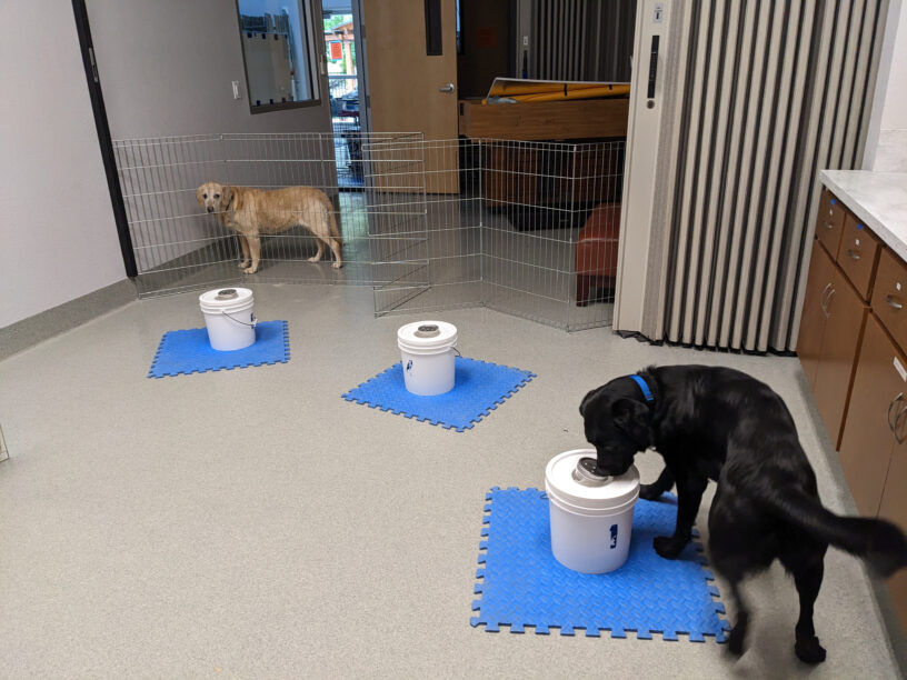 Black lab Tampa practicing her scent work.