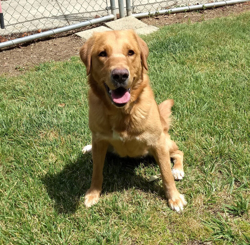 Golden/Lab Torta sits in a grassy outdoor area facing the camera.