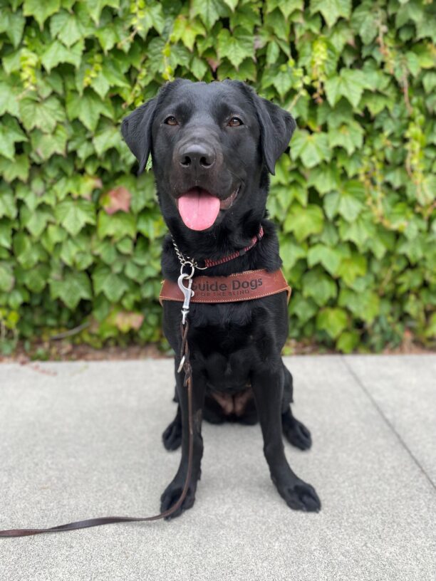 Wendy is sitting in her harness facing the camera. Her ears are perked, her mouth is open and her tongue is sticking out. There is a green wall of ivy behind her.