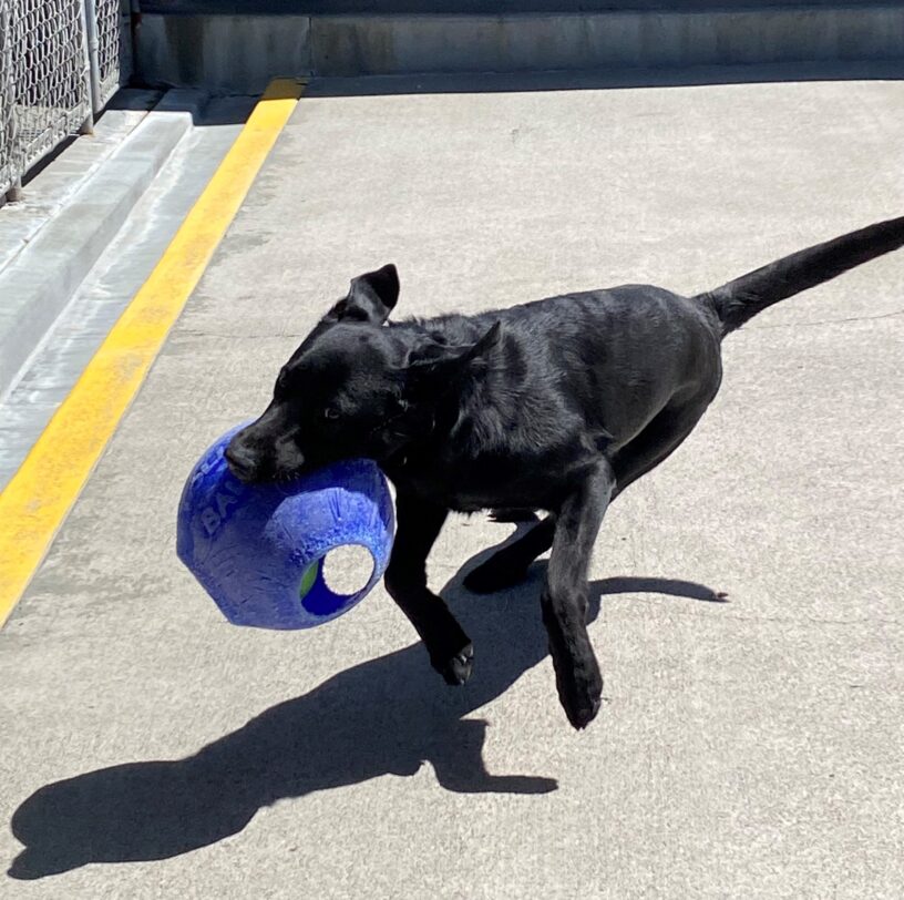 Morocco a black Labrador Retriever running with a blue jolly ball.