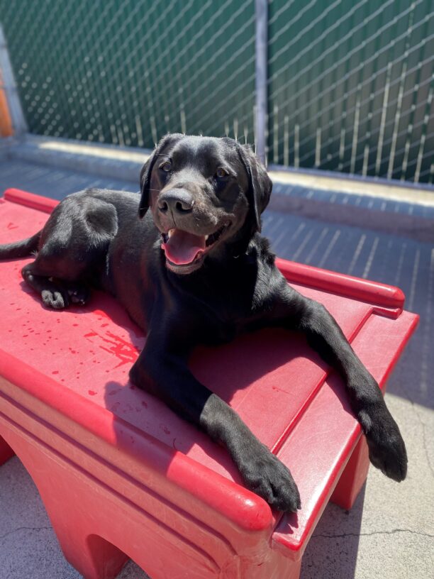 Morocco a black Labrador Retriever looking happily at the camera on a red bench.