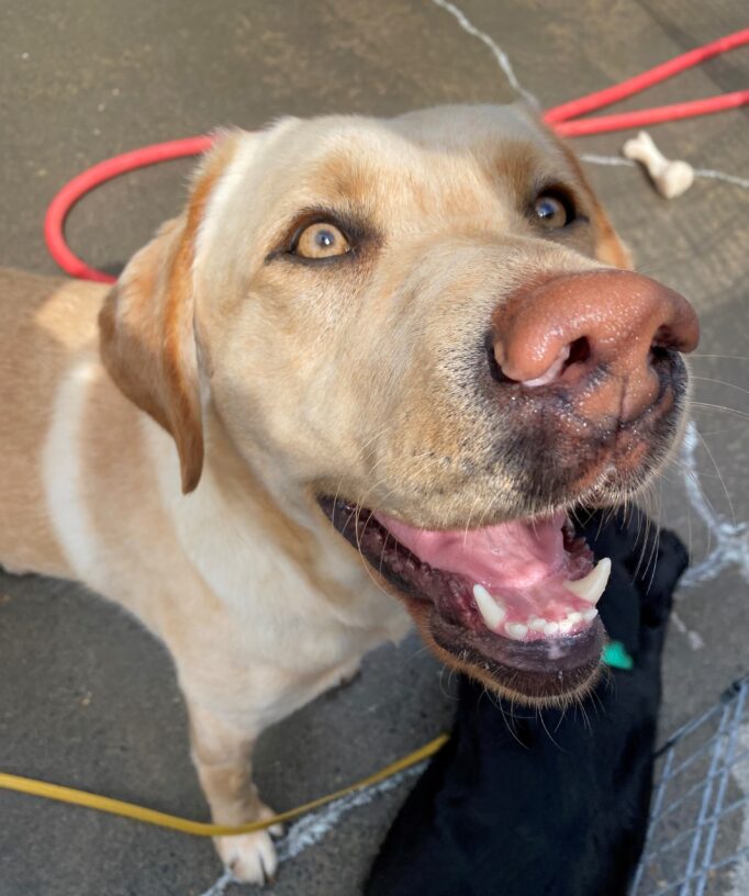 Female yellow lab, Paz, stands in a community run area looking up at the camera. She smiles with her mouth open and her golden eyes shine in the sun.