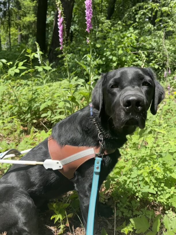 Rafferty is sitting looking at the camera in harness with purple flowers and greenery in the background.