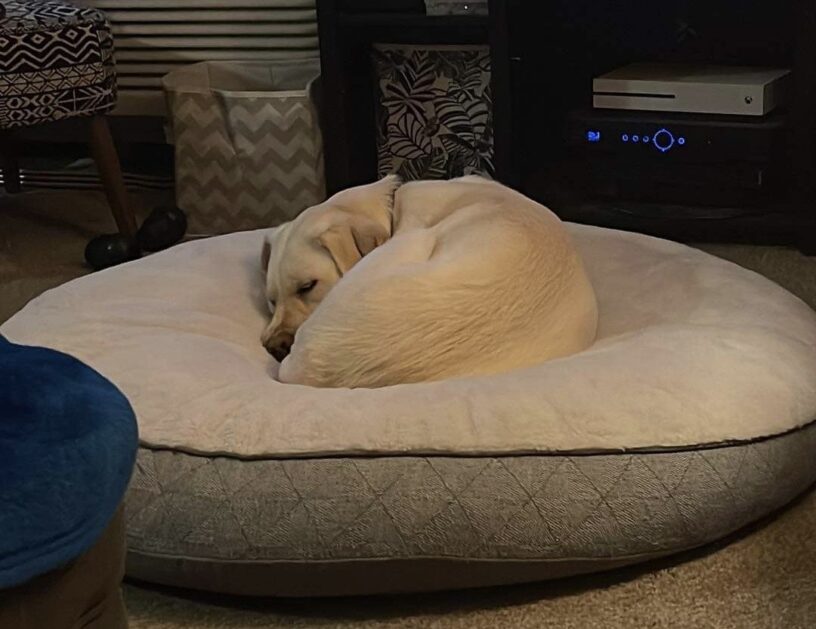 Babs is curled up in a tight ball while sleeping on a comfy bed