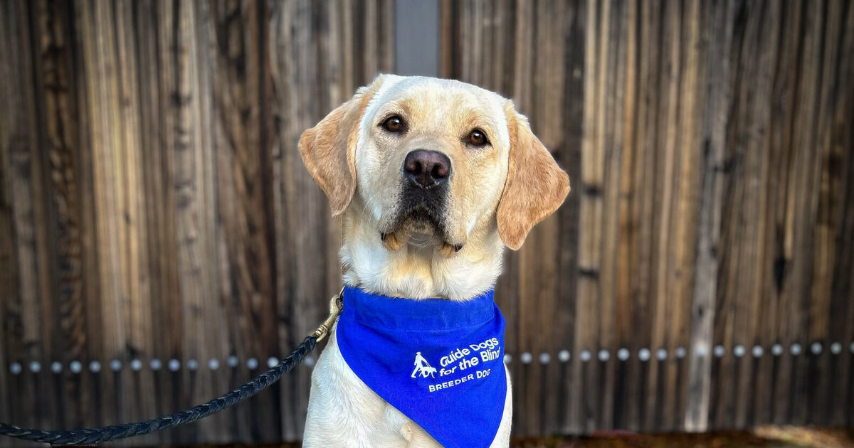 apricotページ Zapaka Women Apricot Vintage Dress Sequined Leaf Embroidered