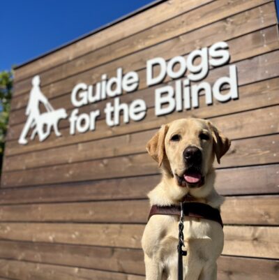 Dean is sitting in harness. Behind him is the Guide Dogs for the Blind logo that is on a wood backdrop.