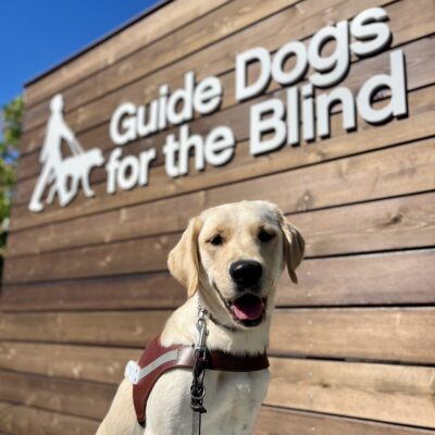 Yellow Labrador/Golden cross Mara is sitting in harness. Behind her is the Guide Dogs for the Blind logo that is on a wood backdrop.