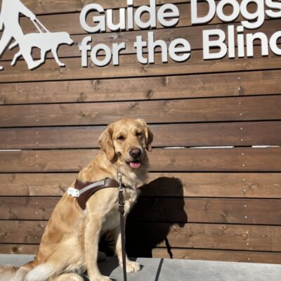Photo is of golden cross female Bayshore sitting in a harness in front of a large wooden sign with the Guide Dogs for the Blind logo on it.