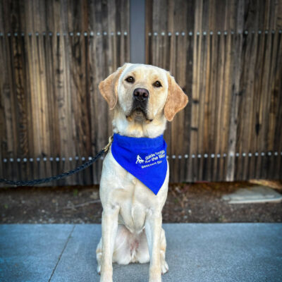 Yellow Labrador Retriever Apricot sits on a sidewalk with a wooden fence behind her wearing her blue GDB breeder scarf.