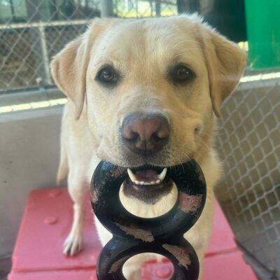 Yellow lab Bijou sits on a red play structure and looks at the camera holding a black and red Goughnut toy in her mouth.