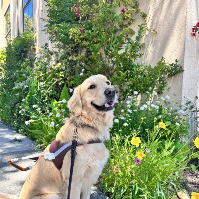 Bennett in harness smiling at the camera with shrubbery in the background.
